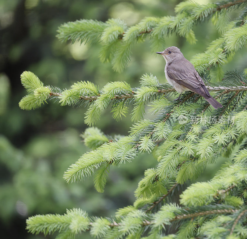 斑捕蝇草(Muscicapa striata)